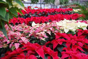 Poinsettia plants 