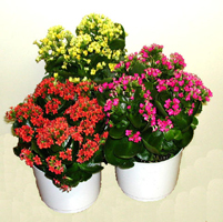 Kalanchoe