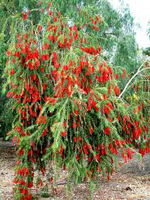 Callistemon