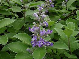 Vitex