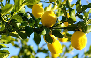 Citrus tree