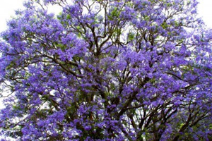 jacaranda