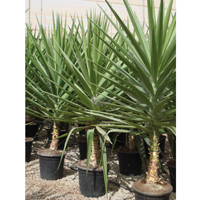 Yucca-elephantipes